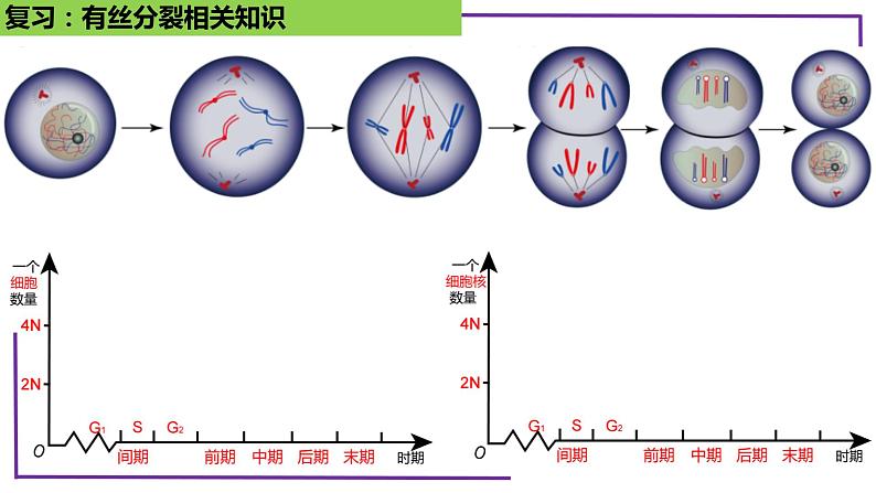 精讲26 减数分裂-【备战一轮】最新高考生物一轮复习名师精讲课件第8页