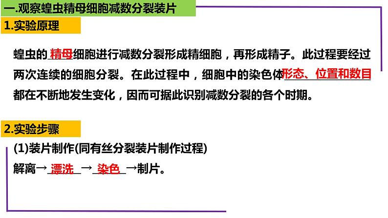 精讲27 有丝、减数分裂、观察蝗虫精母细胞减数分裂装片-【备战一轮】最新高考生物一轮精讲课件06