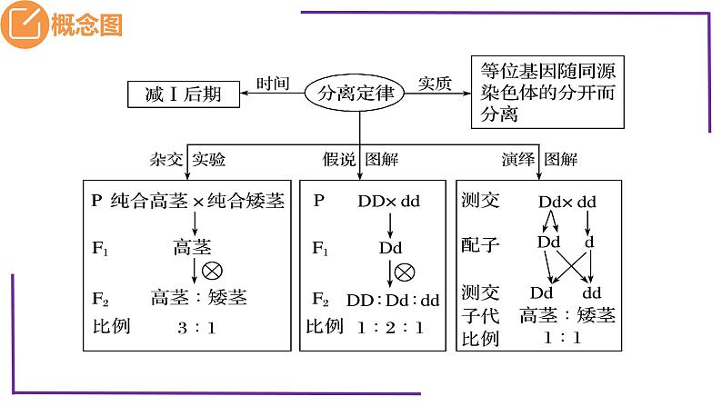 精讲30 分离定律的发现-【备战一轮】最新高考生物一轮复习名师精讲课件05