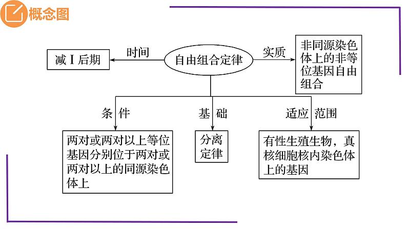 精讲32 自由组合定律的发现-【备战一轮】最新高考生物一轮复习名师精讲课件第5页