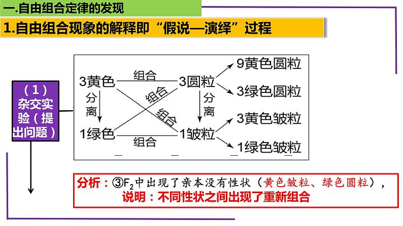 精讲32 自由组合定律的发现-【备战一轮】最新高考生物一轮复习名师精讲课件第7页