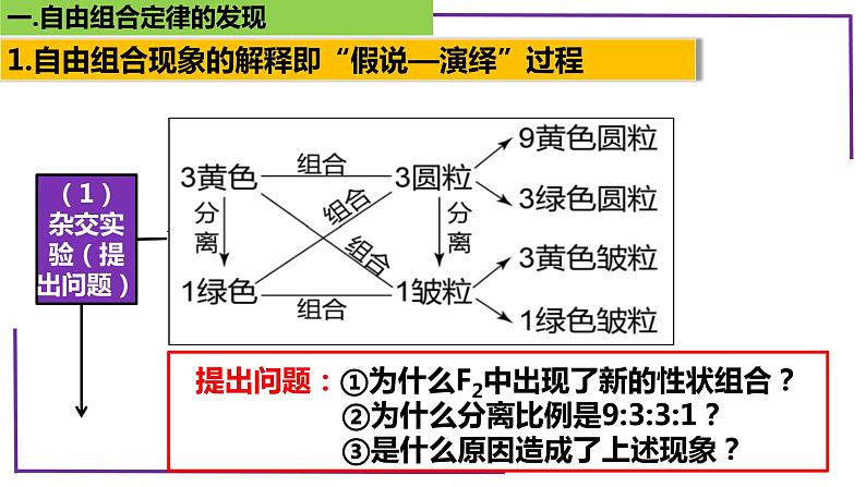 精讲32 自由组合定律的发现-【备战一轮】最新高考生物一轮复习名师精讲课件第8页