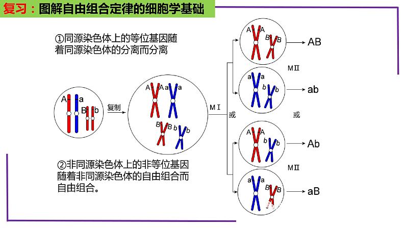 精讲33 自由组合定律的题型（第1课时）-【备战一轮】最新高考生物一轮复习名师精讲课件06