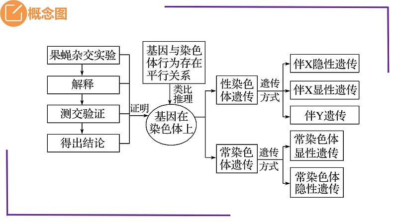 精讲36 伴性遗传-【备战一轮】最新高考生物一轮复习名师精讲课件第5页