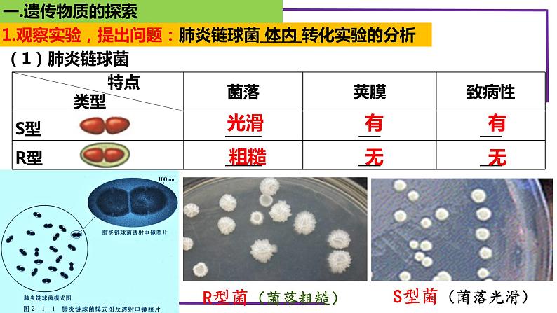 精讲39 DNA是主要的遗传物质-【备战一轮】最新高考生物一轮复习名师精讲课件第8页