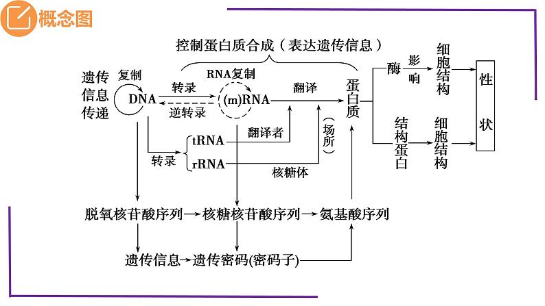 精讲42 基因的表达和对性状的控制-【备战一轮】最新高考生物一轮复习名师精讲课件第5页