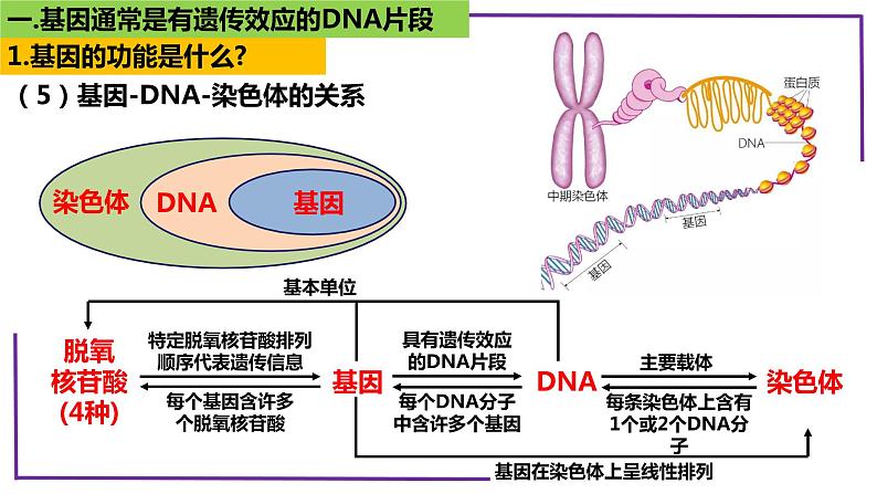 精讲42 基因的表达和对性状的控制-【备战一轮】最新高考生物一轮复习名师精讲课件第8页