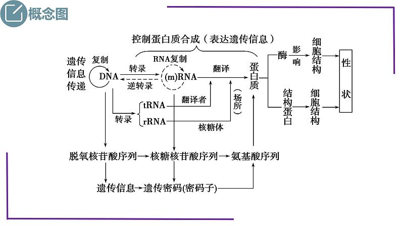 精讲43 基因的表达和对性状的控制-表观遗传学-【备战一轮】最新高考生物一轮复习名师精讲课件第5页