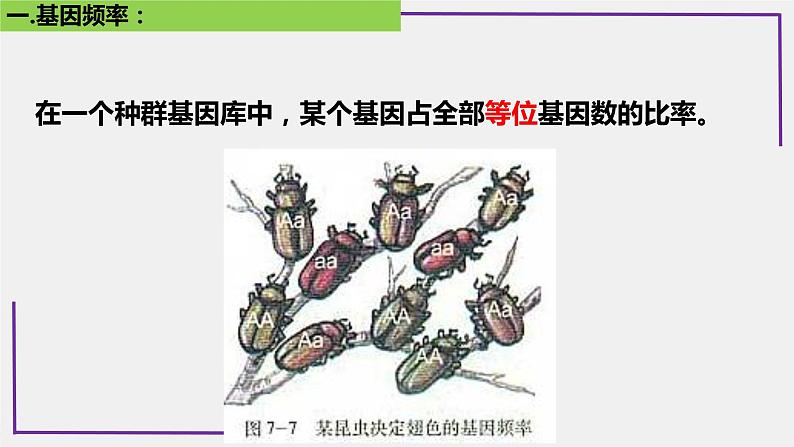 精讲49 种群基因频率的计算-【备战一轮】最新高考生物一轮复习名师精讲课件第6页