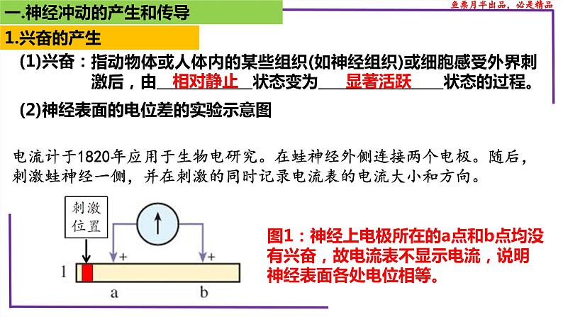 精讲52 神经冲动的产生和传导-【备战一轮】最新高考生物一轮复习名师精讲课件06