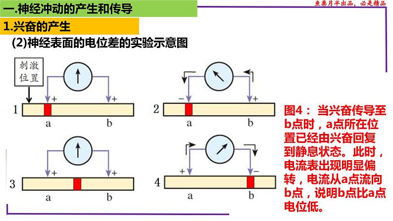 精讲52 神经冲动的产生和传导-【备战一轮】最新高考生物一轮复习名师精讲课件08