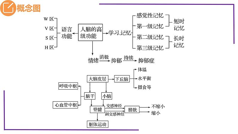 精讲53 神经系统的分级调节及人脑的高级功能-【备战一轮】最新高考生物一轮复习名师精讲课件05