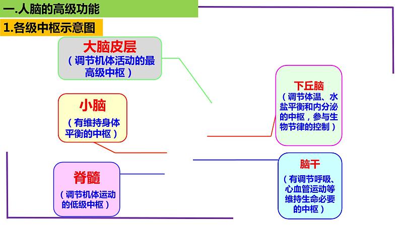 精讲53 神经系统的分级调节及人脑的高级功能-【备战一轮】最新高考生物一轮复习名师精讲课件06