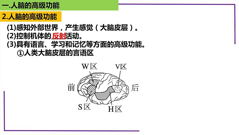 精讲53 神经系统的分级调节及人脑的高级功能-【备战一轮】最新高考生物一轮复习名师精讲课件07