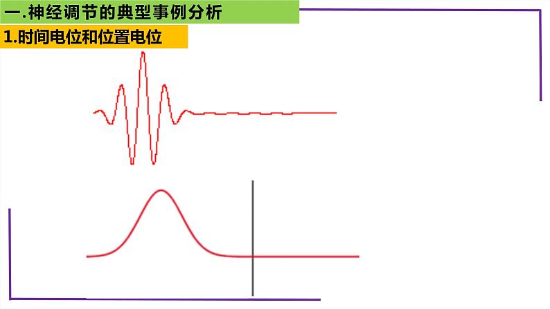 精讲54 神经调节的典型事例分析-【备战一轮】最新高考生物一轮复习名师精讲课件第6页