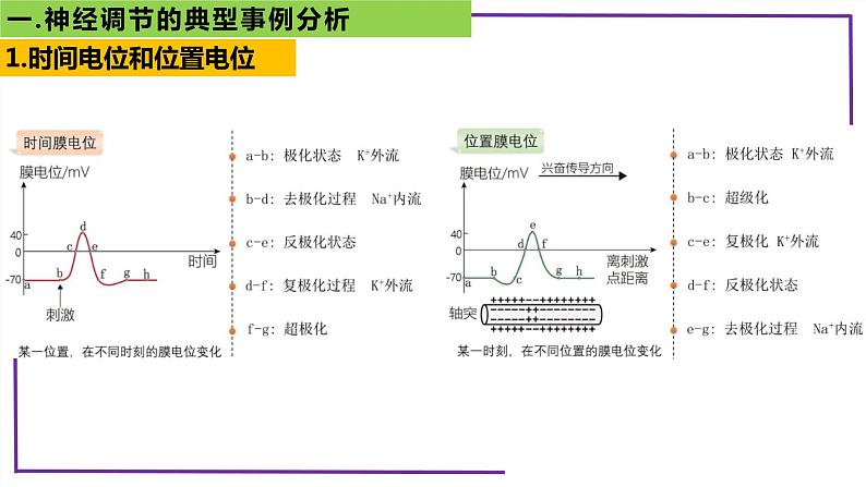 精讲54 神经调节的典型事例分析-【备战一轮】最新高考生物一轮复习名师精讲课件第7页