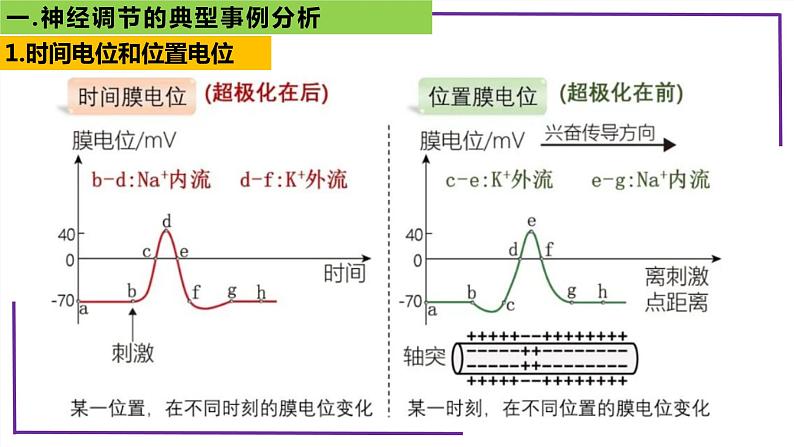 精讲54 神经调节的典型事例分析-【备战一轮】最新高考生物一轮复习名师精讲课件第8页
