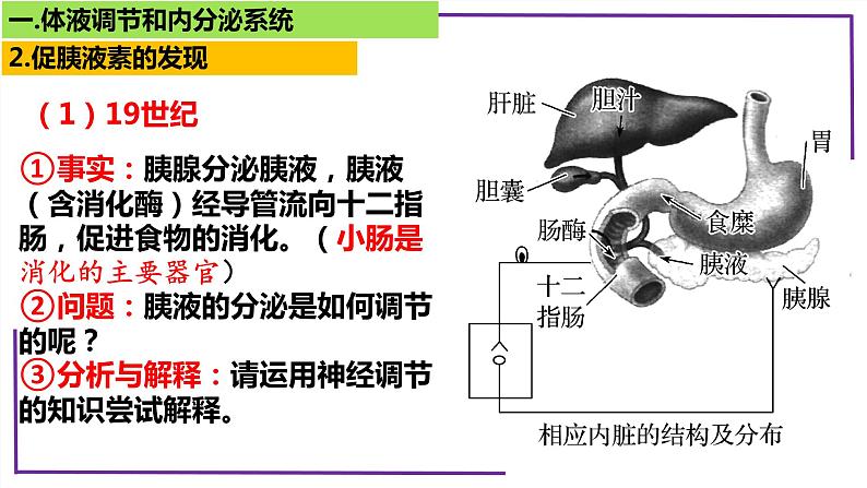 精讲55 体液调节与内分泌系统-【备战一轮】最新高考生物一轮复习名师精讲课件08