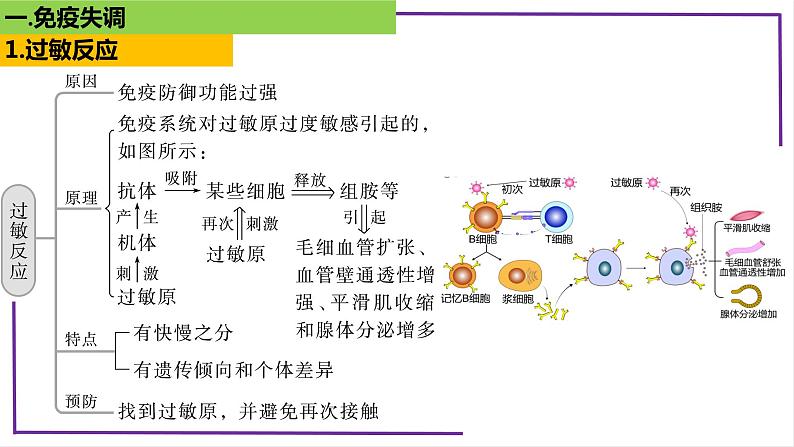 精讲60 免疫失调和免疫学的应用-【备战一轮】最新高考生物一轮复习名师精讲课件05