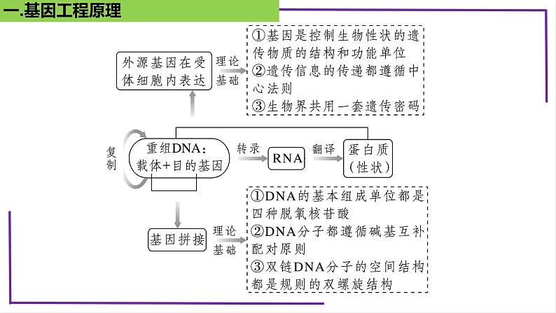 精讲80 基因工程的基本操作程序-【备战一轮】最新高考生物一轮复习名师精讲课件07