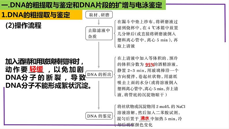 精讲82 DNA的粗提取与DNA片段的扩增和电泳鉴定-【备战一轮】最新高考生物一轮复习名师精讲课件07