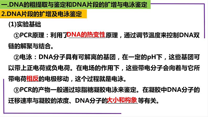 精讲82 DNA的粗提取与DNA片段的扩增和电泳鉴定-【备战一轮】最新高考生物一轮复习名师精讲课件08