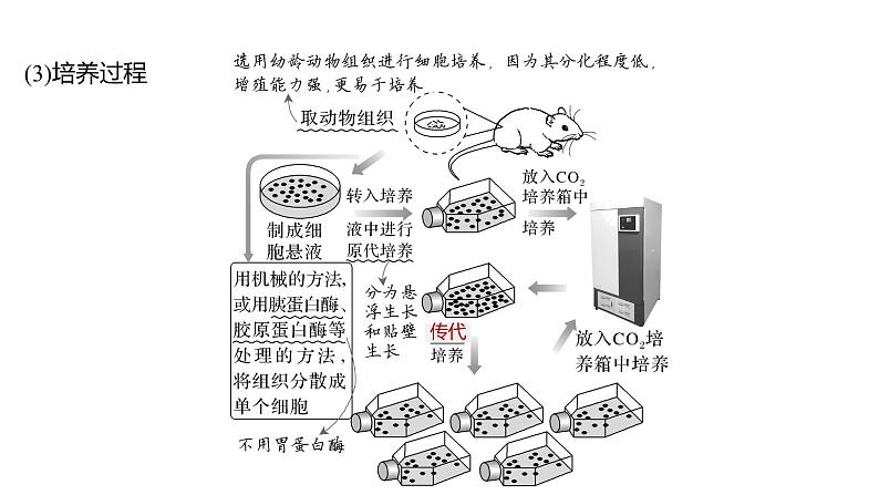 2025届高考 一轮复习 人教版　动物细胞工程 课件第7页