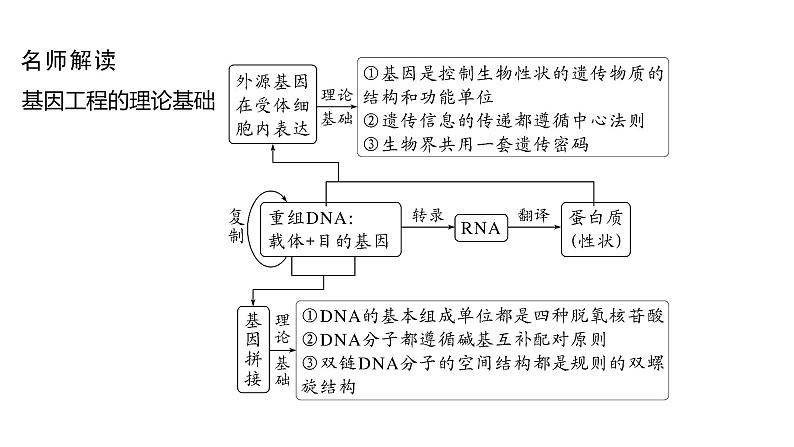 2025届高考 一轮复习 人教版　基因工程的基本工具和基本操作程序 课件06