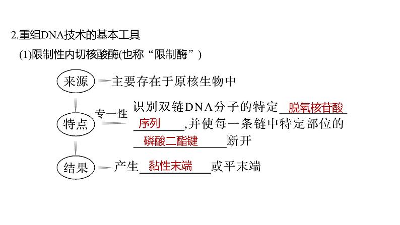 2025届高考 一轮复习 人教版　基因工程的基本工具和基本操作程序 课件07