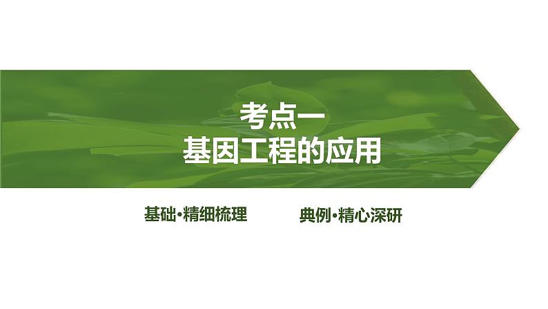 2025届高考 一轮复习 人教版　基因工程的应用和蛋白质工程 课件第4页