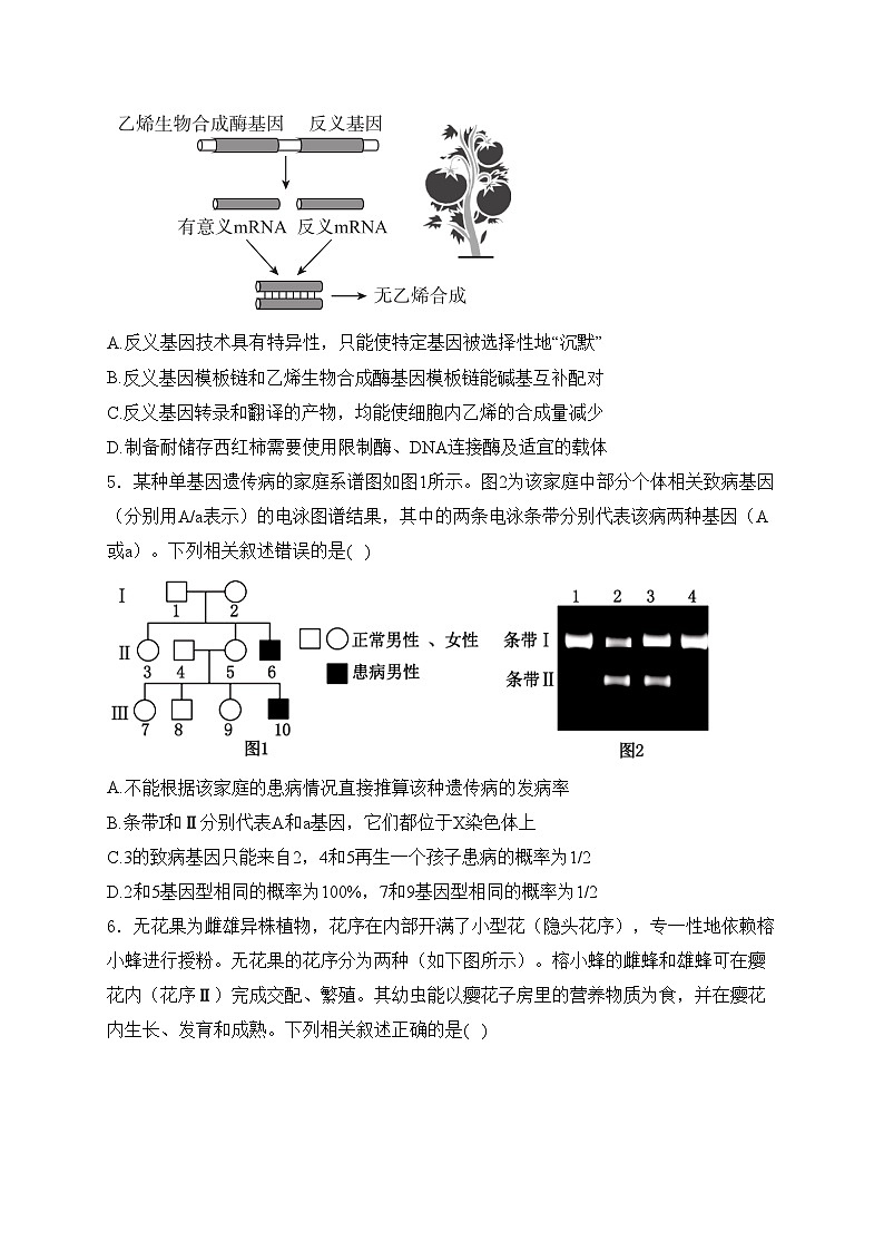 河北省唐县第一中学2024届高三下学期二模考试生物试卷(含答案)第2页