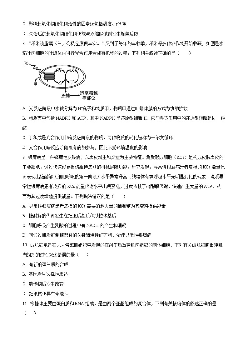 2024宜春宜丰中学高一下学期4月期中考试生物含解析03