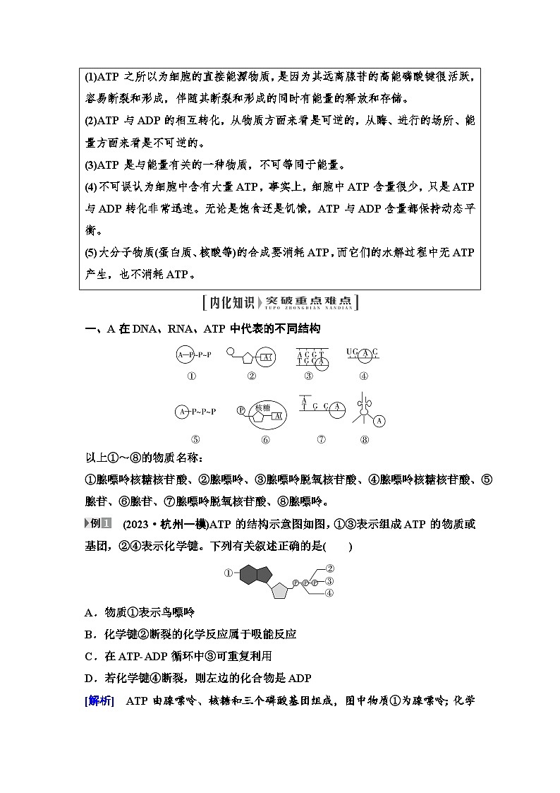 2025届高考 一轮复习  浙科版  ATP是细胞内的“能量通货” 学案（浙江版 ）03