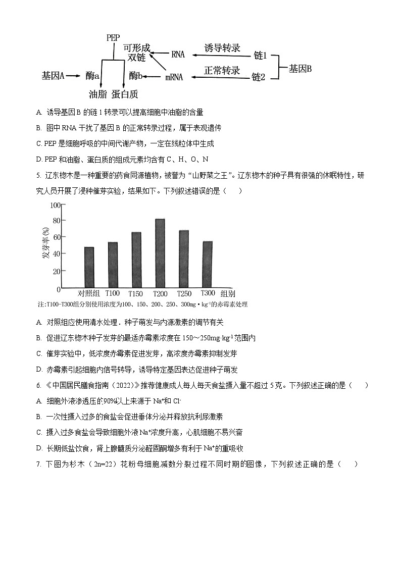 福建省厦门市2024届高三联考模拟预测生物试卷（Word版附答案）02