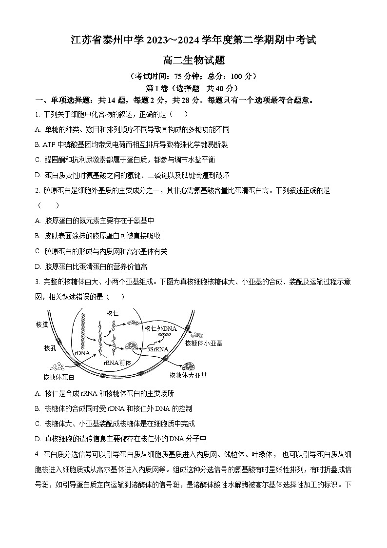 江苏省泰州中学2023-2024学年高二下学期5月期中考试生物试卷（Word版附解析）01