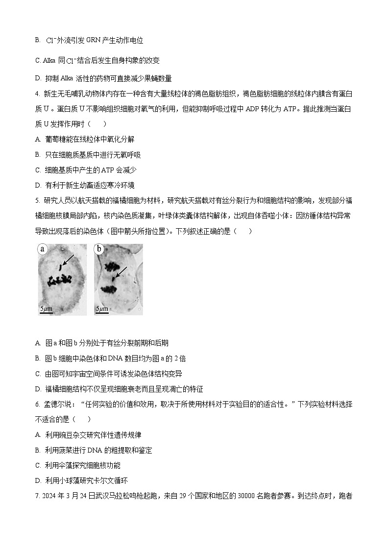 2024届湖北省武汉市武昌区高三二模联考生物试题（原卷版+解析版）02