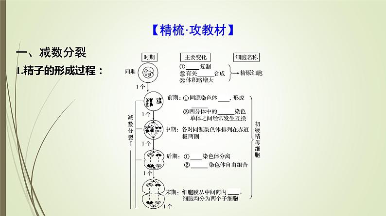 2025届高考 一轮复习 人教版　细胞的减数分裂和受精作用课件  （江苏版）04