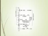 2025届高考 一轮复习 人教版　细胞的减数分裂和受精作用课件  （江苏版）