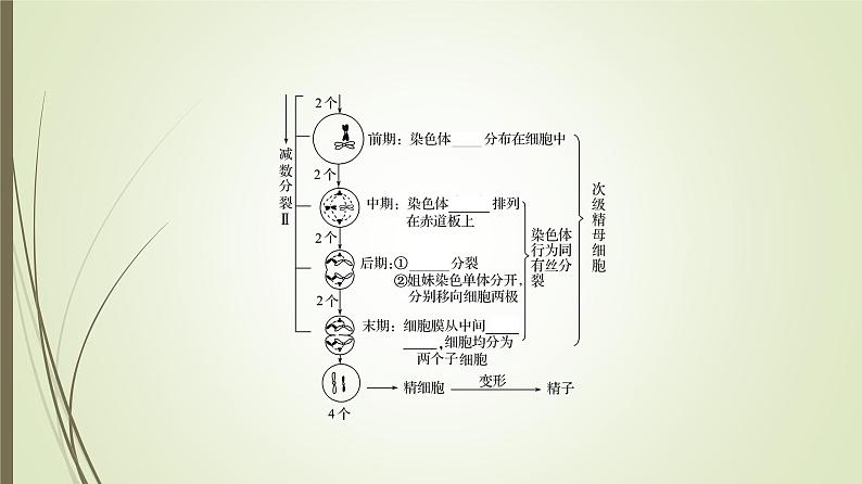 2025届高考 一轮复习 人教版　细胞的减数分裂和受精作用课件  （江苏版）05