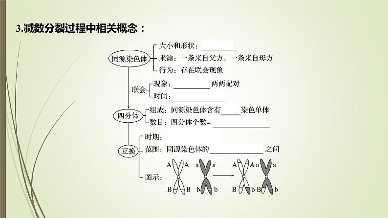 2025届高考 一轮复习 人教版　细胞的减数分裂和受精作用课件  （江苏版）08