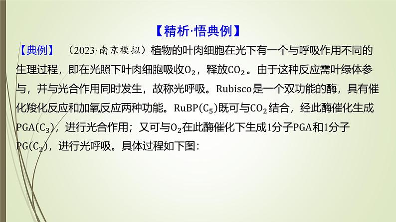 2025届高考 一轮复习 人教版　  光呼吸、C4途径、CAM途径课件 （江苏版）03