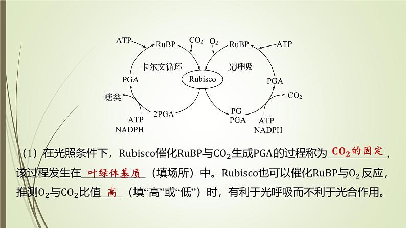 2025届高考 一轮复习 人教版　  光呼吸、C4途径、CAM途径课件 （江苏版）04