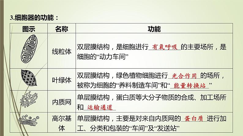 2025届高考 一轮复习 人教版　细胞器之间的分工合作 课件 （江苏版）07