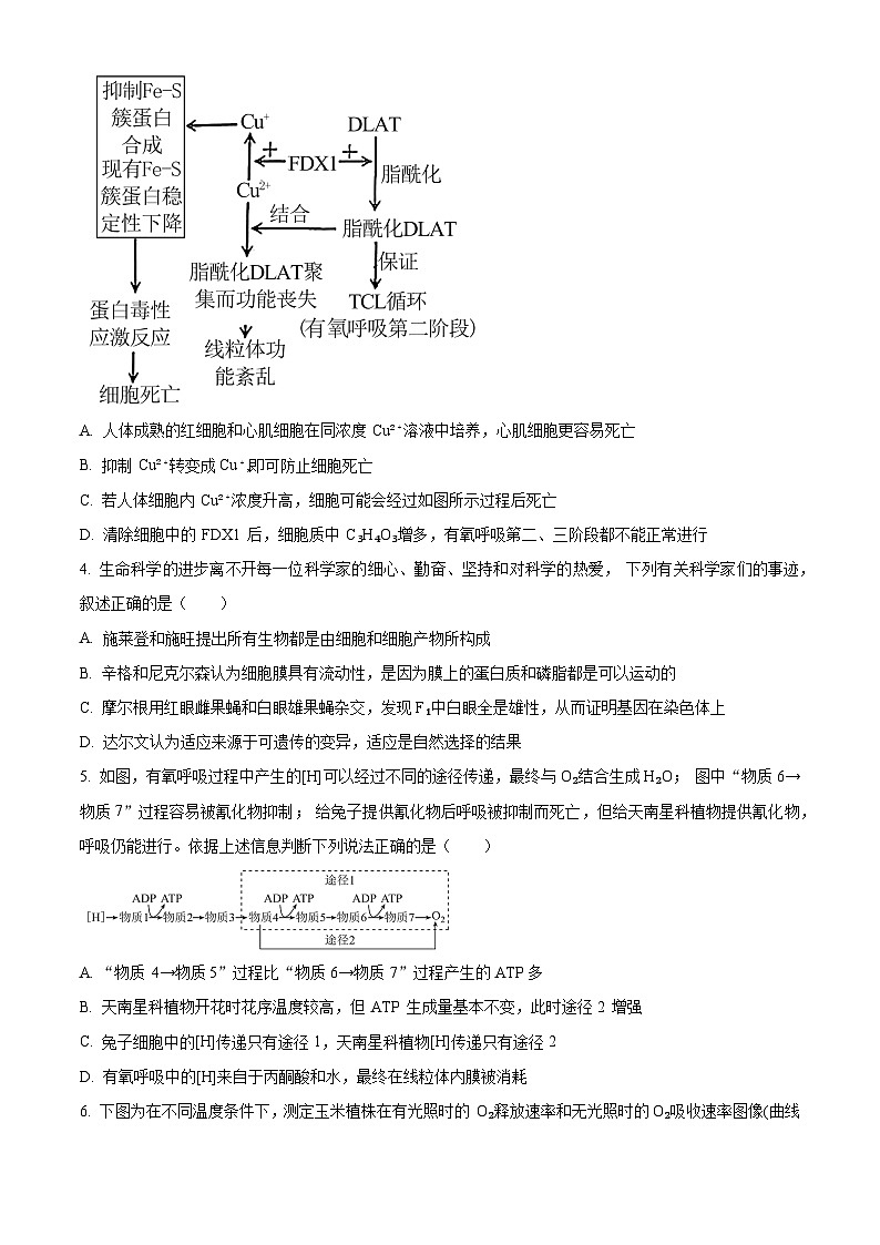 2024年普通高等学校招生全国统一考试高考模拟调研卷生物学（四）（原卷版）第2页