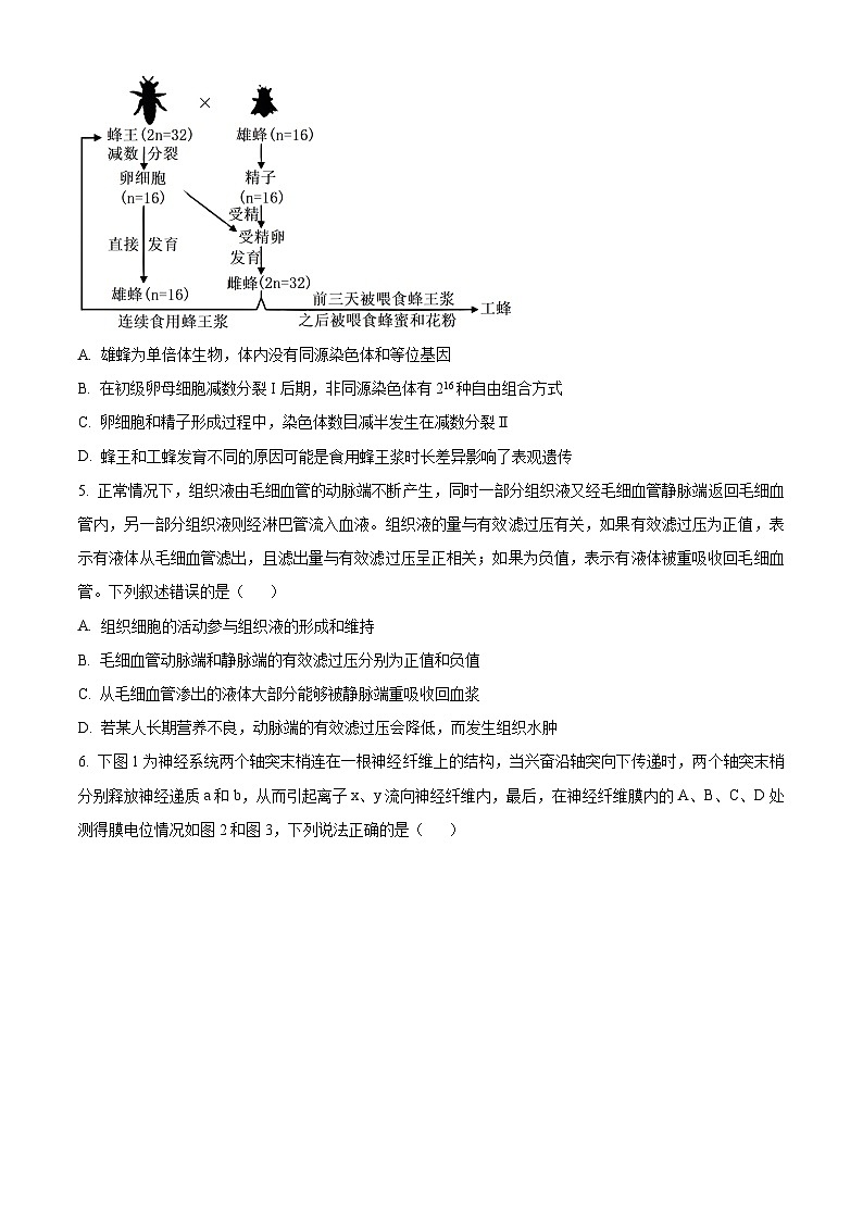 2024福州三中高三下学期第十六次检测（三模）试题生物含解析02