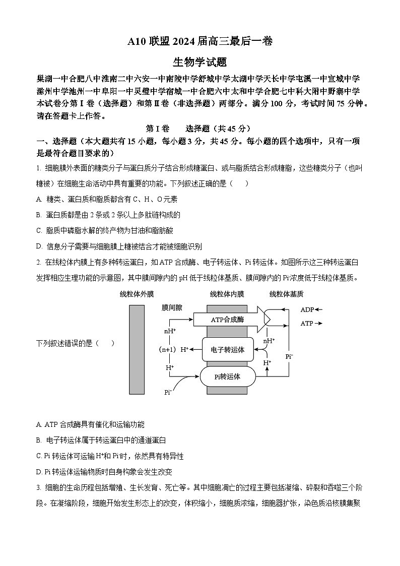 2024届安徽省A10联盟高三下学期最后一卷生物试题（原卷版+解析版）01