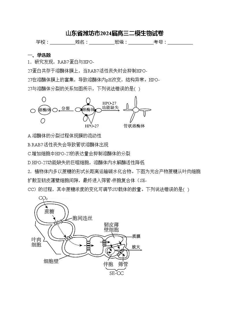 山东省潍坊市2024届高三二模生物试卷(含答案)01