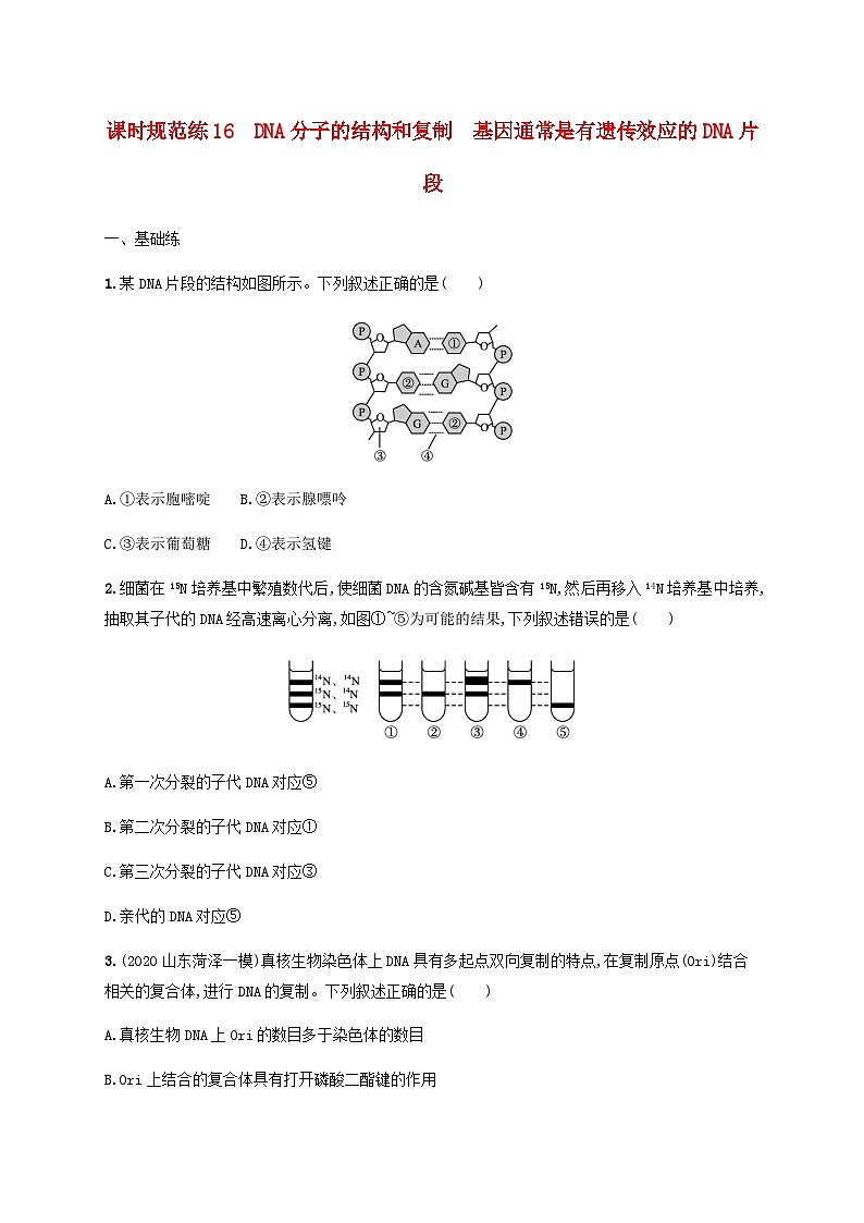 高考生物一轮复习专项练习课时规范练16DNA分子的结构和复制基因通常是有遗传效应的DNA片段含答案第1页