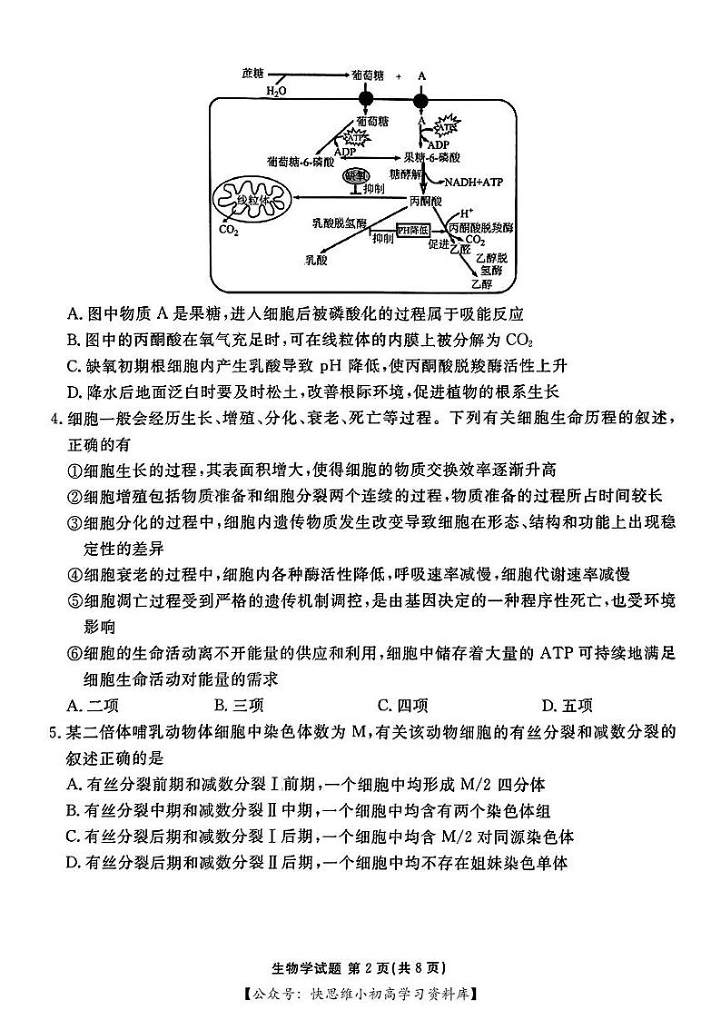 合肥一六八中学2024届高三最后一卷生物试卷及参考答案02