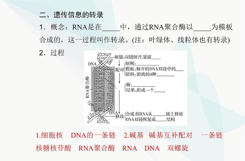 高中生物学业水平合格性考试复习专题八基因的表达课件05